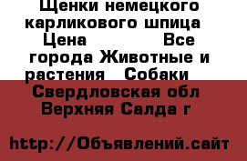 Щенки немецкого карликового шпица › Цена ­ 20 000 - Все города Животные и растения » Собаки   . Свердловская обл.,Верхняя Салда г.